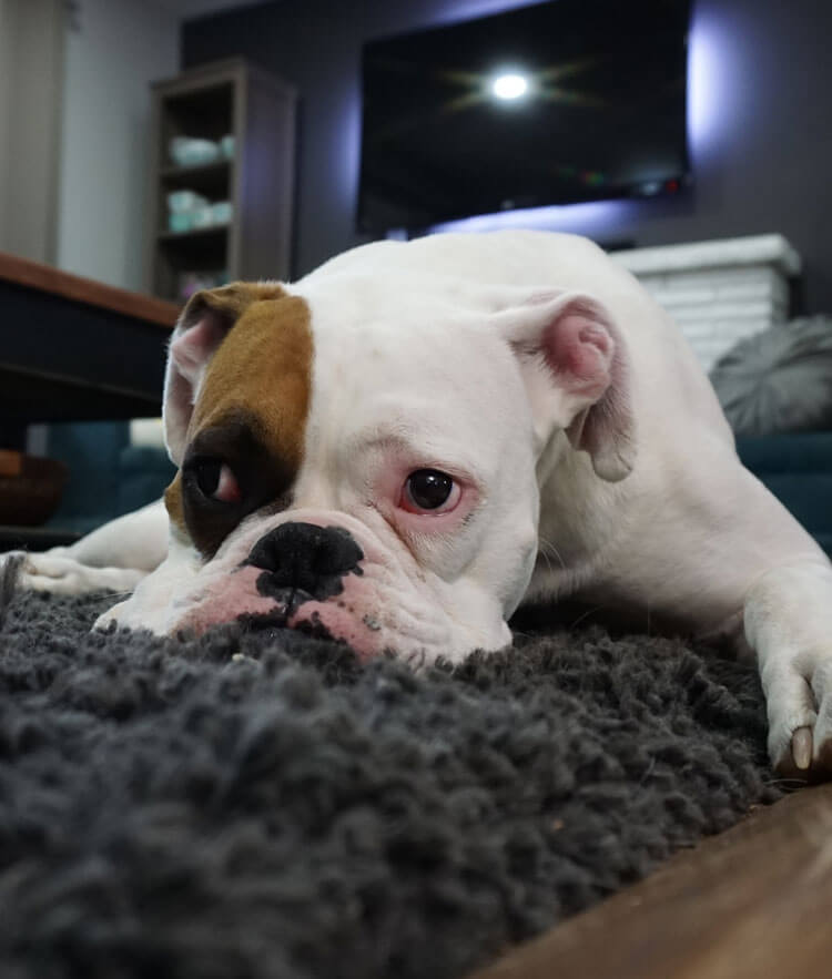 staffordshire pet care service