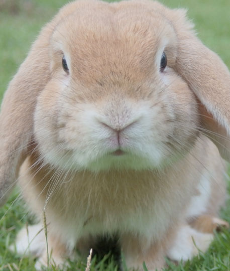 uttoxeter domestic animal care